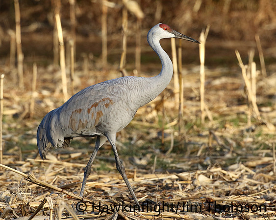 Sandhill Crane