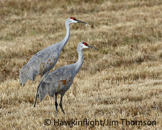 Sandhill Crane