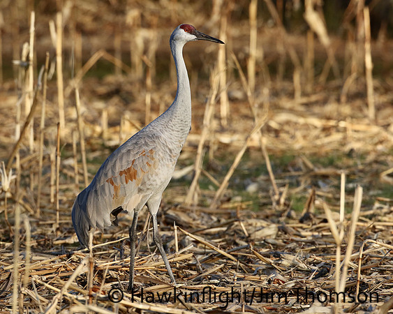 Sandhill Crane