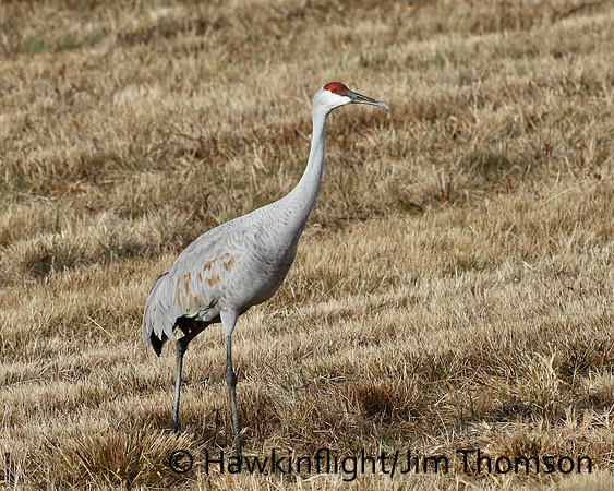 Sandhill Crane