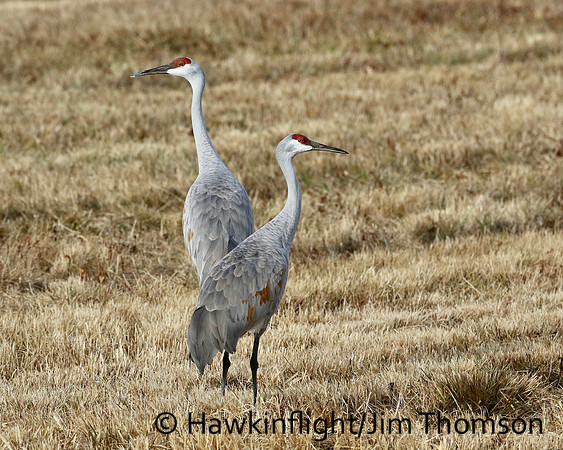 Sandhill Crane
