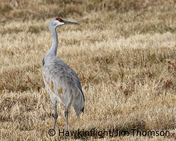 Sandhill Crane