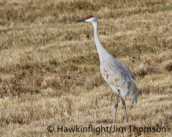 Sandhill Crane