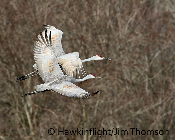 Sandhill Crane