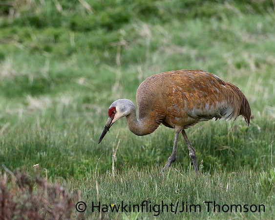 Sandhill Crane