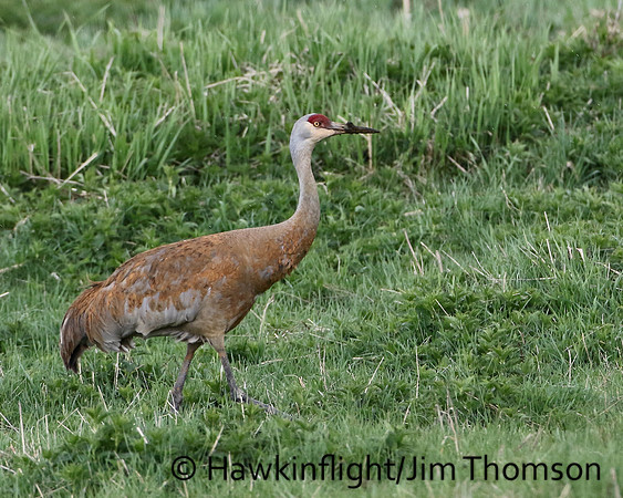 Sandhill Crane