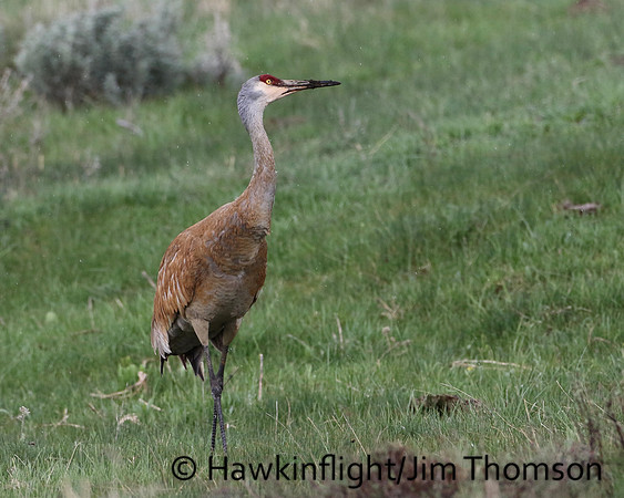 Sandhill Crane