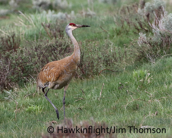 Sandhill Crane