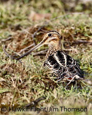 Wilson's Snipe