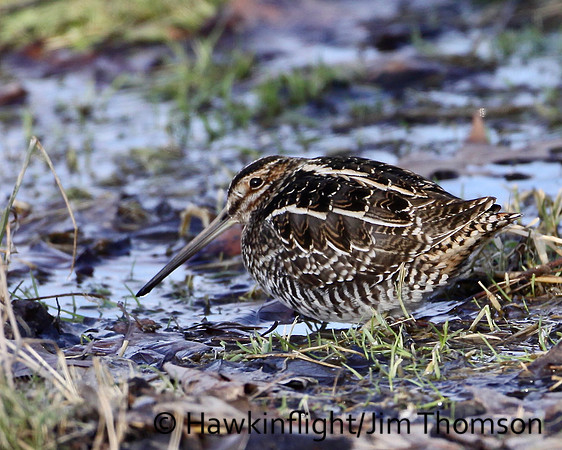 Wilson's Snipe
