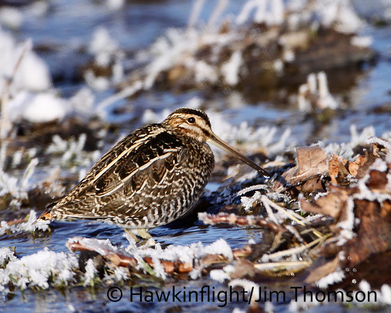 Wilson's Snipe