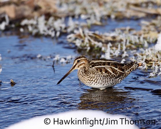 Wilson's Snipe