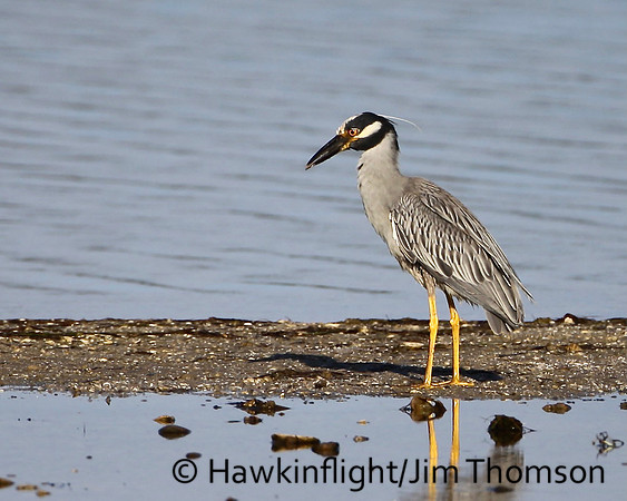 Yellow-crowned Night Heron