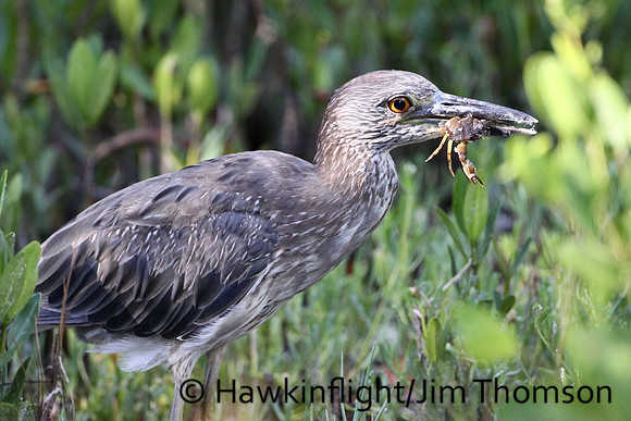 Yellow-crowned Night Heron