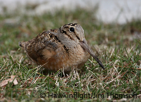 American Woodcock