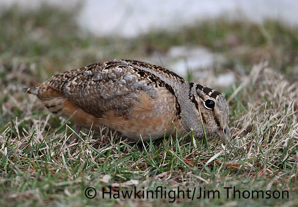 American Woodcock