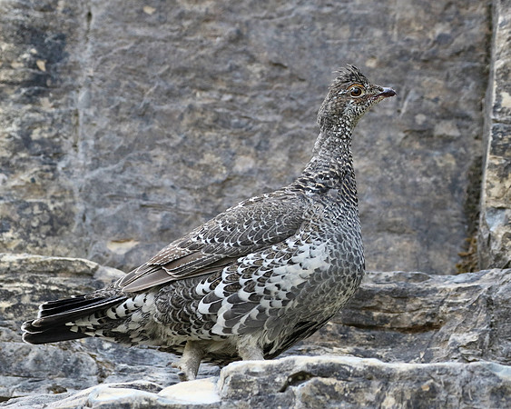 Dusky Grouse