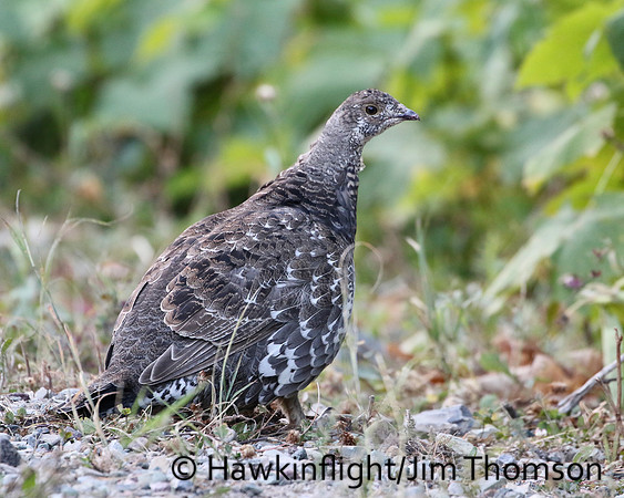 Dusky Grouse