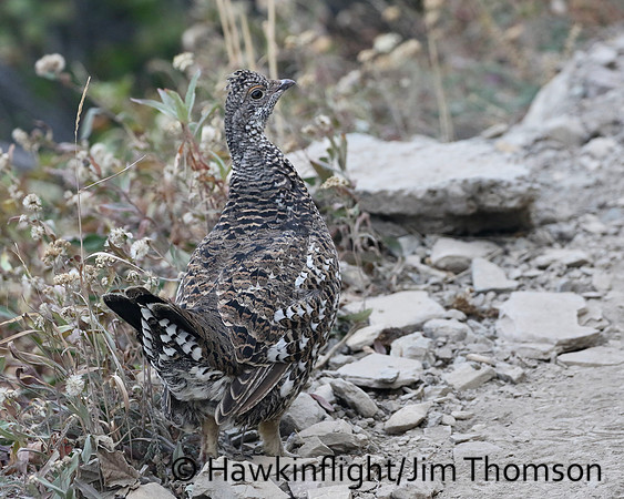 Dusky Grouse