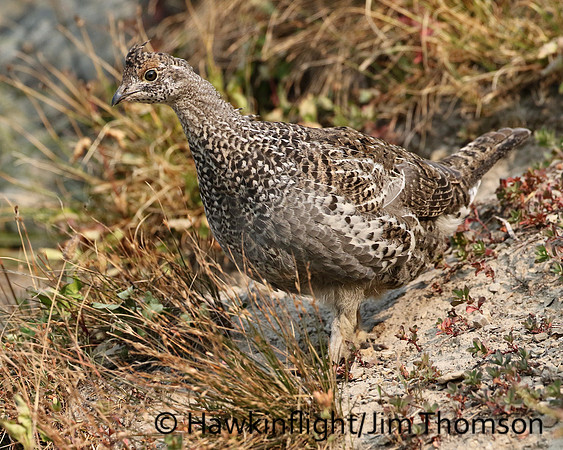 Dusky Grouse
