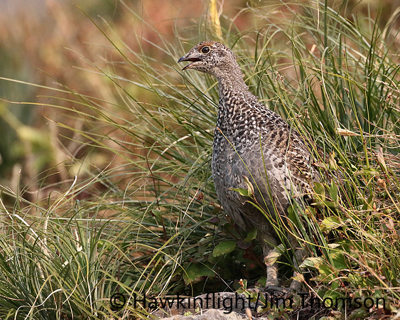 Dusky Grouse