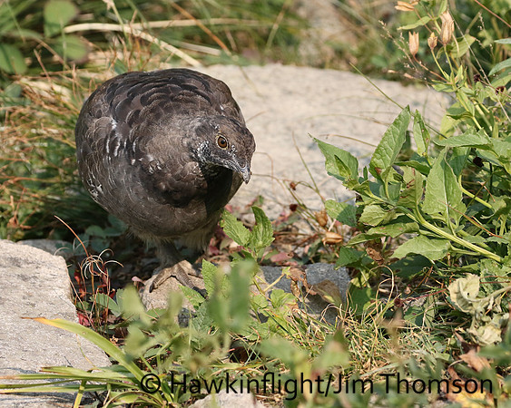 Dusky Grouse