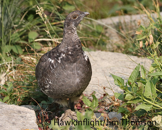 Dusky Grouse