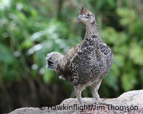 Dusky Grouse