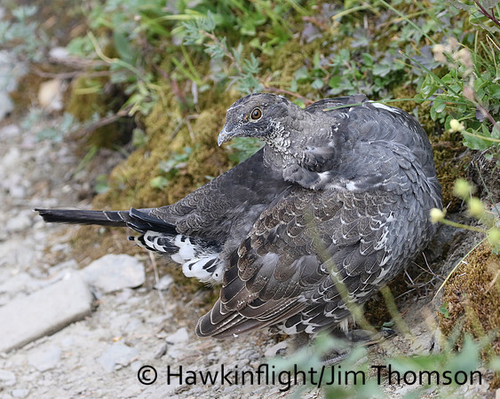 Dusky Grouse