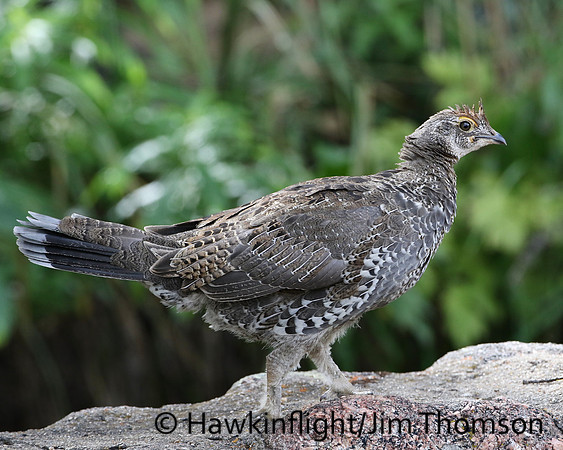 Dusky Grouse