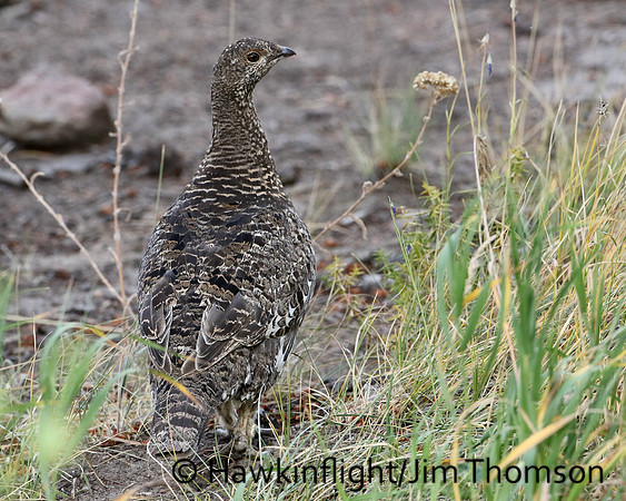 Dusky Grouse