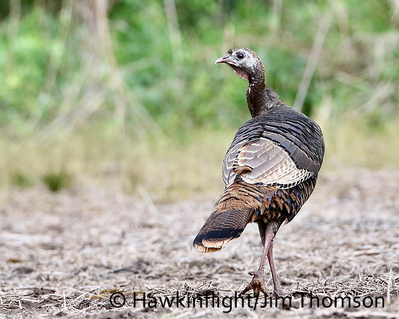Eastern Wild Turkey