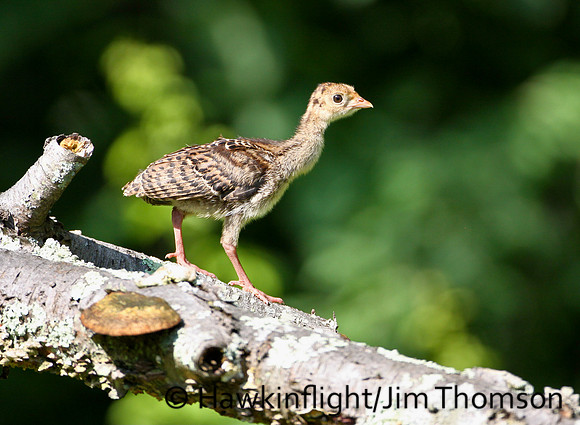 Eastern Wild Turkey