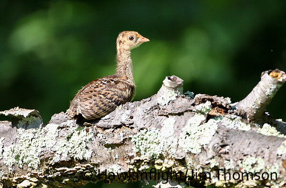 Eastern Wild Turkey