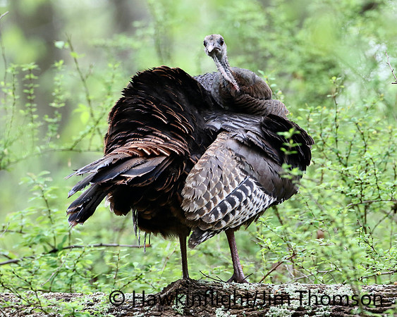 Eastern Wild Turkey