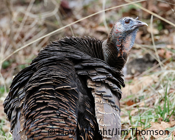 Eastern Wild Turkey