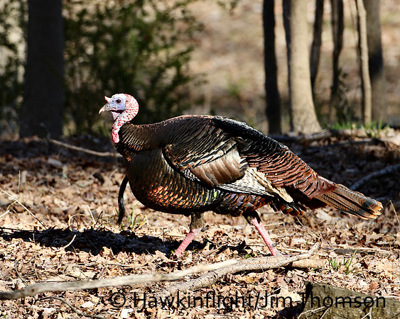 Eastern Wild Turkey