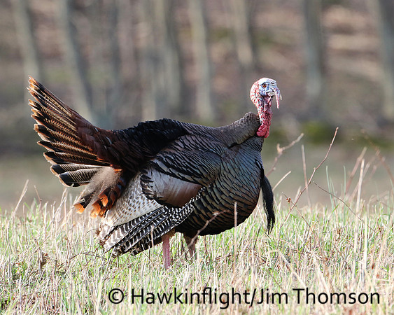 Eastern Wild Turkey