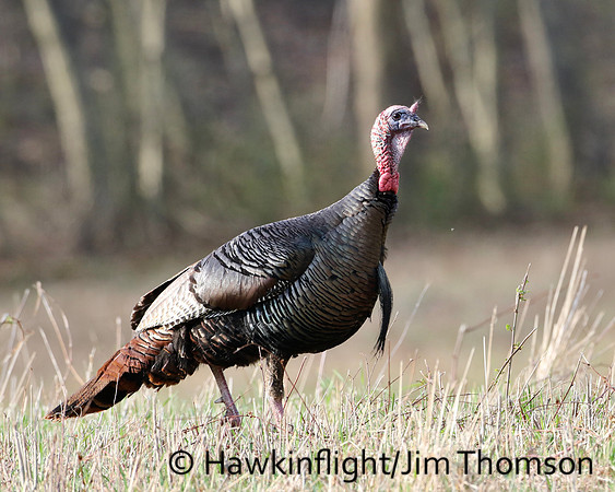 Eastern Wild Turkey
