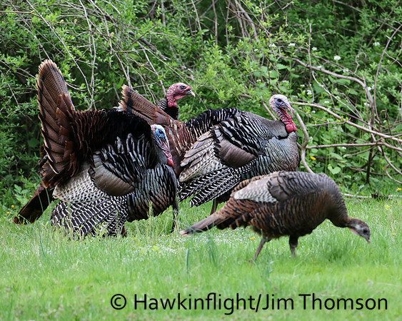 Eastern Wild Turkey