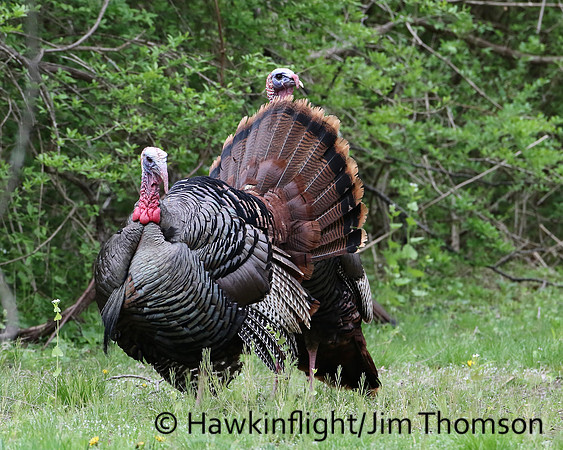 Eastern Wild Turkey