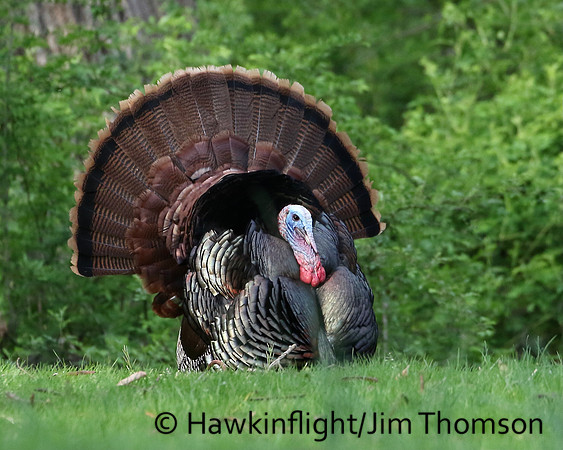Eastern Wild Turkey