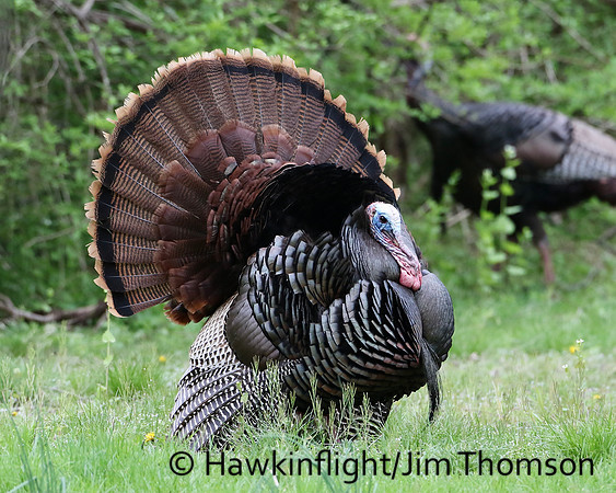 Eastern Wild Turkey