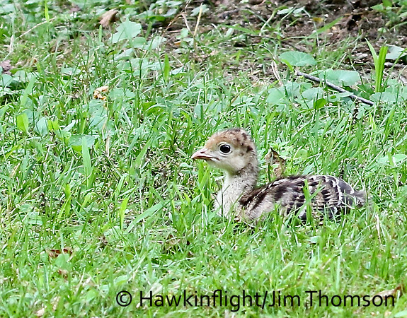 Eastern Wild Turkey