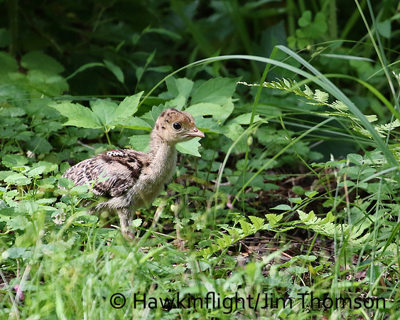 Eastern Wild Turkey