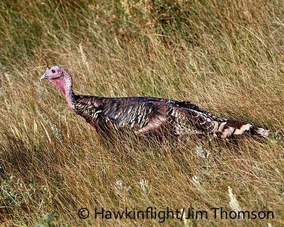 Merriam's Turkey