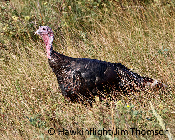 Merriam's Turkey