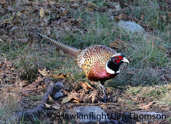 Ring-necked Pheasant
