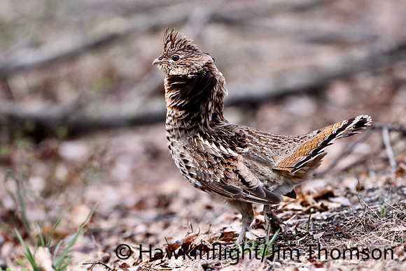 Ruffed Grouse