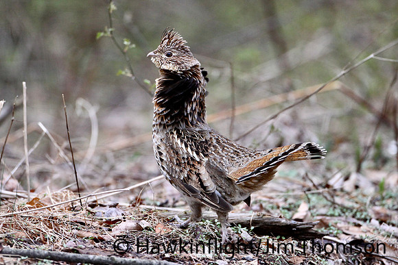 Ruffed Grouse